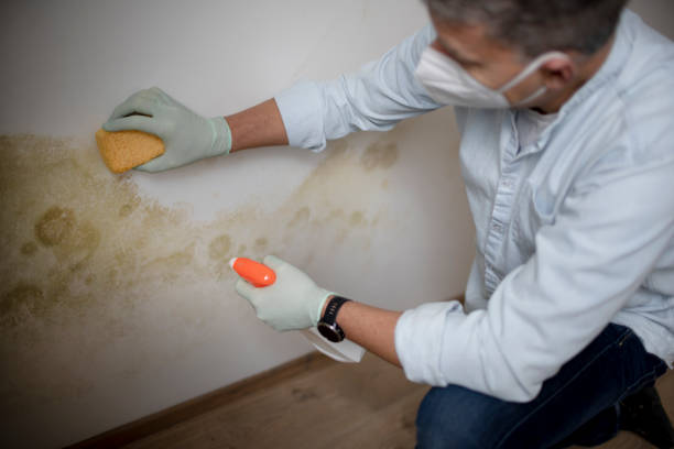 Trusted Spring City, PA Mold Removal Experts