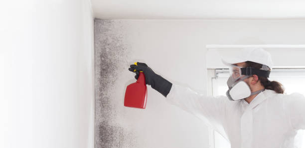 Best Attic Mold Removal  in Spring City, PA