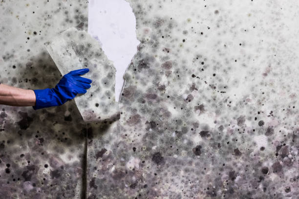 Best Mold Removal Company Near Me  in Spring City, PA