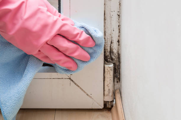 Home Mold Removal in Spring City, PA