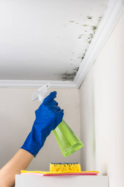 Best Affordable Mold Removal  in Spring City, PA
